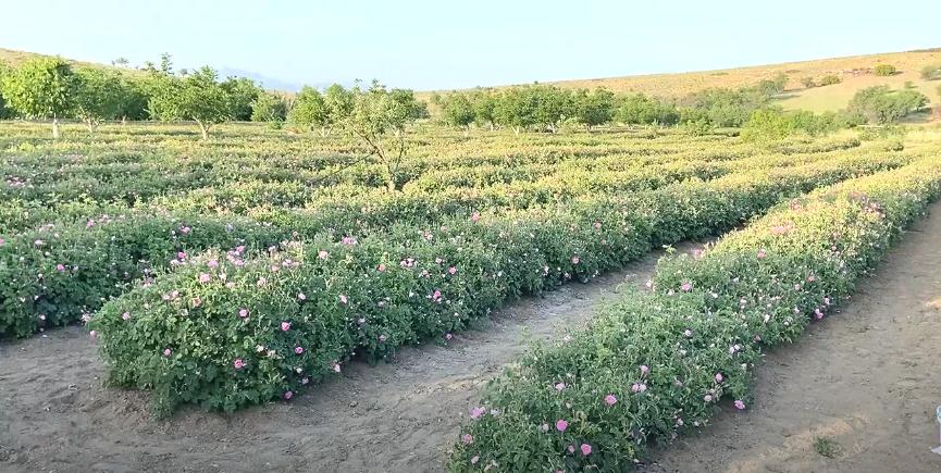 CHP Isparta İl Başkanı Yalım Halıcı, hasadı başlayan gül çiçeği