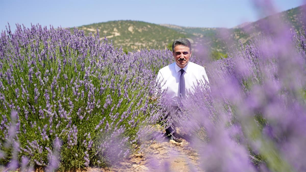 Ülkemizde üretilen lavantanın büyük bir kısmının sağlandığı Isparta’nın Keçiborlu ilçesine