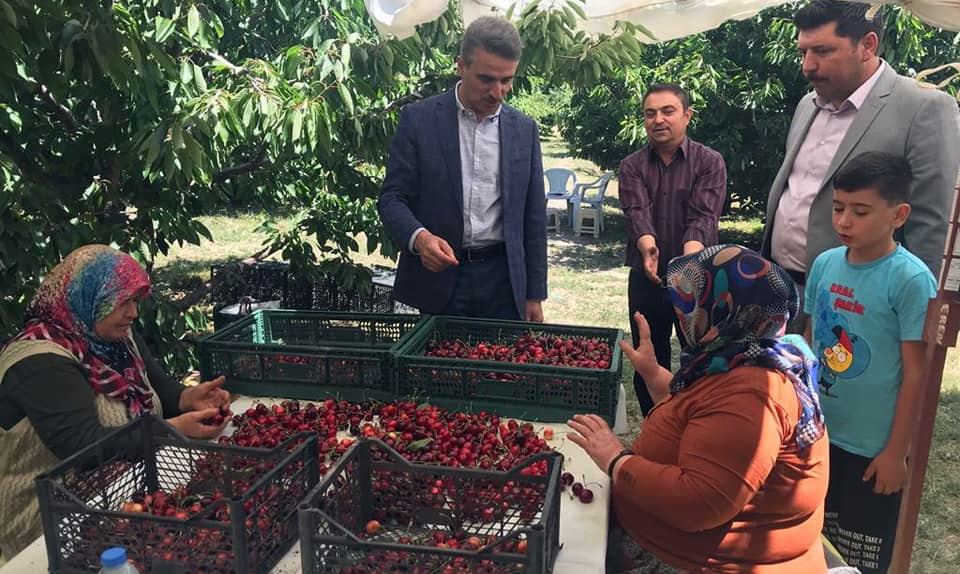 Isparta genelinde kiraz hasadında artık yavaş yavaş sona yaklaşılırken yaylalarda