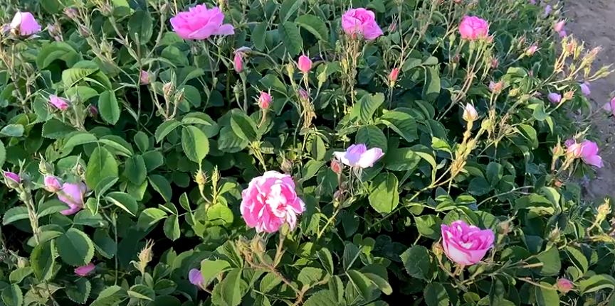 Dünya gül yağı üretiminin yüzde 65’ini karşılayan Isparta’da 2021 yılında