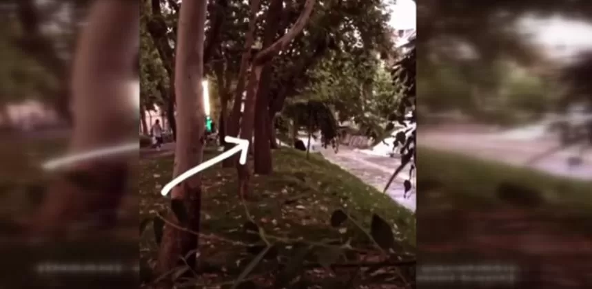 Çayboyu’nda kimliği tespit edilemeyen bir şahıs, kediye tekme attı. O