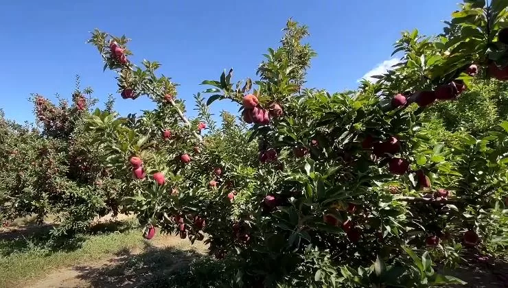 Gelendost’ta elma üreticileri sulama sorunu yaşıyor. Eğirdir Gölü’ndeki su çekilmeleri