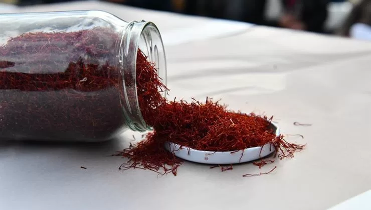 Mucize bitki olarak da adlandırılan safranın Isparta’nın Aksu ilçesindeki yolculuğu