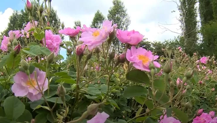 Isparta Ticaret Borsası tarafından 07.03.2019 tarihinde TÜRKPATENT kurumundan alınan Isparta