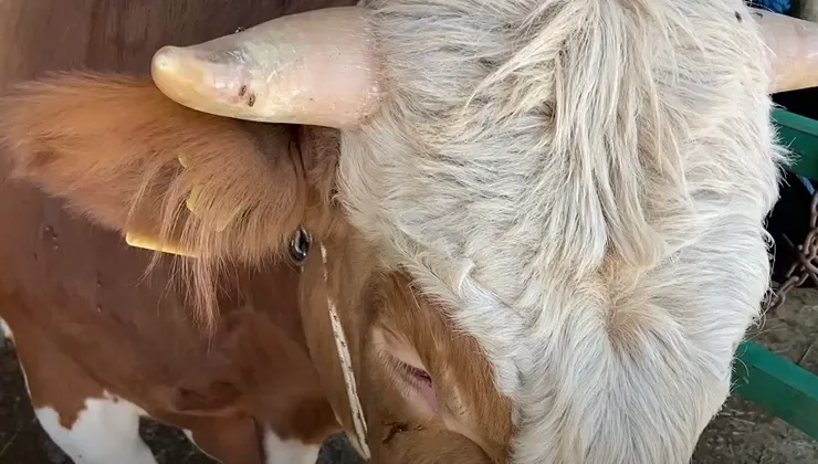 ISPARTA’DA75 BİN BÜYÜKBAŞ HAYVANA ŞAP AŞISI YAPILDI Türkiye’de büyükbaş hayvanlarda