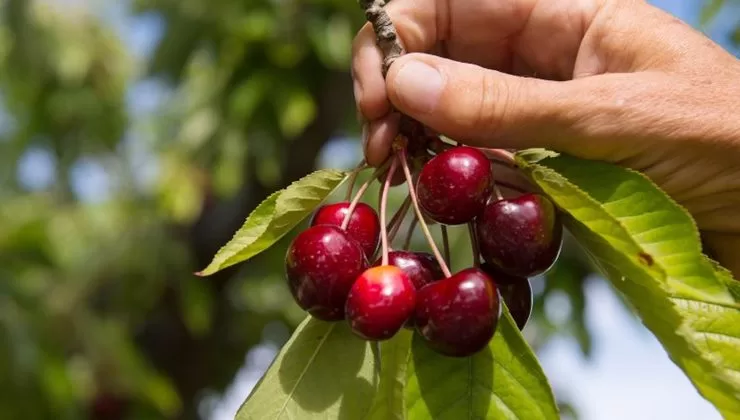 Kirazda ihracat çalışmaları başladı ve şu anda erkenci dönemde olan