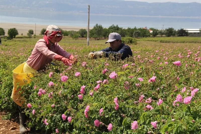 Kurulduğu 1954 yılından bu yana daima üreticinin yanında olan Gülbirlik