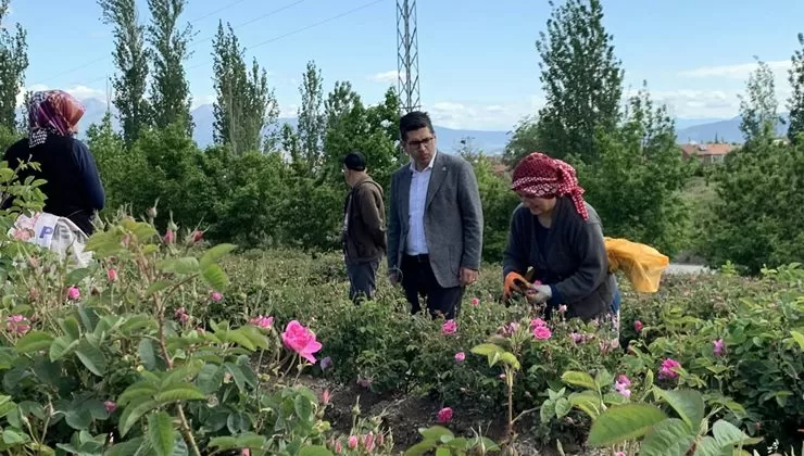 CHP Milletvekili Yalım Halıcı, gül hasat sezonunun başlamasıyla birlikte bereketli