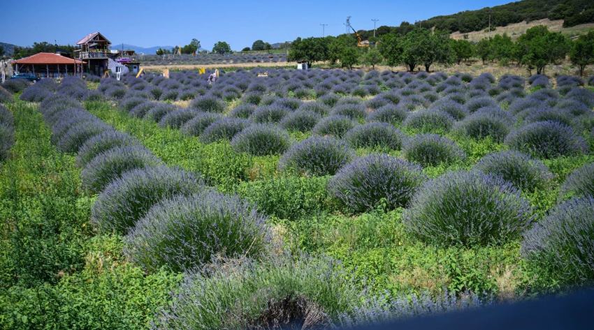 Isparta’nın Keçiborlu ilçesine bağlı lavanta kokulu köy Kuyucak, eşsiz güzellikteki