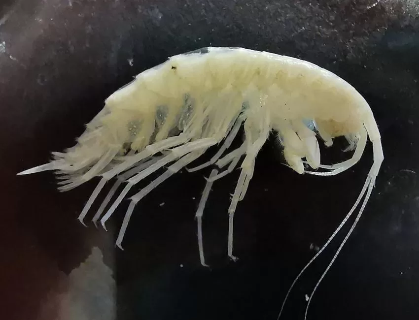 ISUBÜ’lü Akademisyen, Endemik Türü dünyaya tanıttı Isparta Uygulamalı Bilimler Üniversitesi Öğretim Üyesi Prof. Dr. Gökhan Aydın’ın