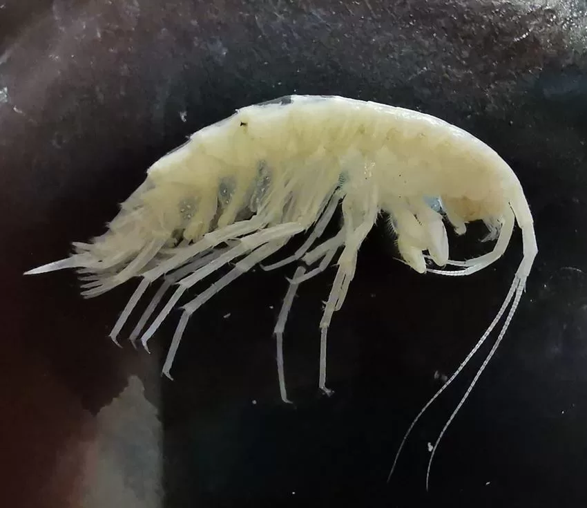 Isparta Uygulamalı Bilimler Üniversitesi Öğretim Üyesi Prof. Dr. Gökhan Aydın’ın