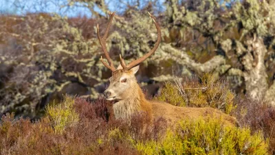 Isparta'da ormanlık alanlara salınan Alageyikler görüntülendi.