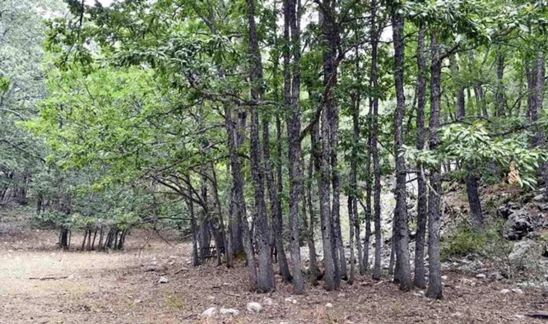 Isparta’nın Eğirdir ilçesinde doğal sit alanı olarak koruma altına alınan