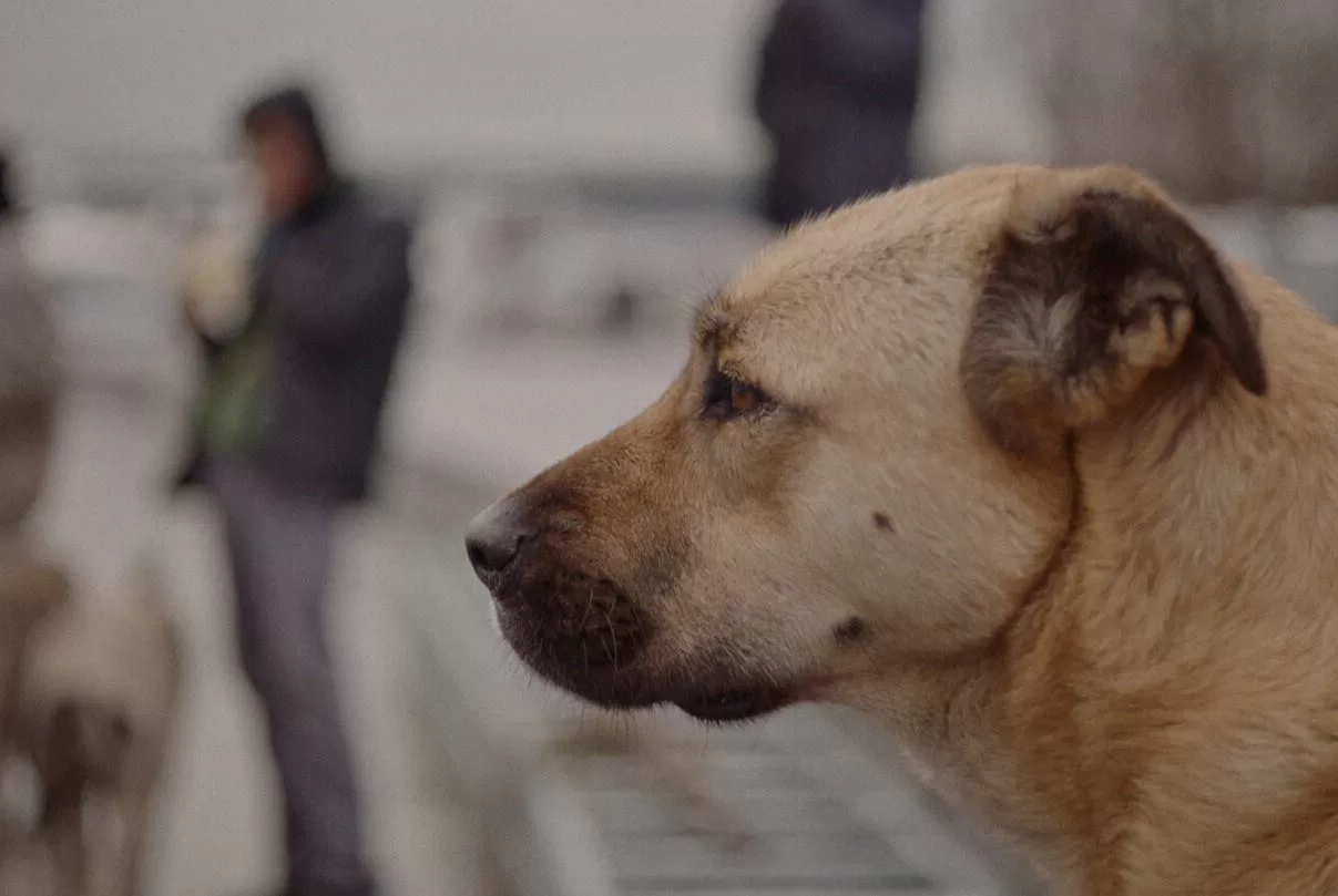 Isparta’nın Şarkikaraağaç ilçesindeki başı boş sokak köpekleri sorunu, Ak Parti