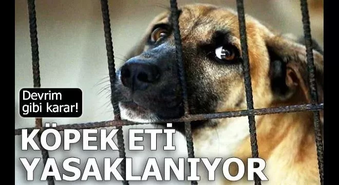 O ülke, köpeklerin etleri için kesilmesini ve satılmasını 2027 yılına