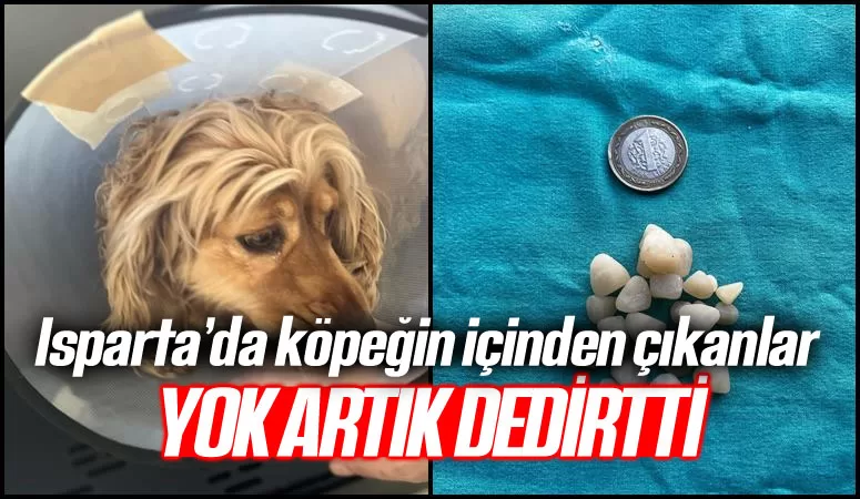 Isparta’da Köpeğin İçinden Taş ve Para Çıktı