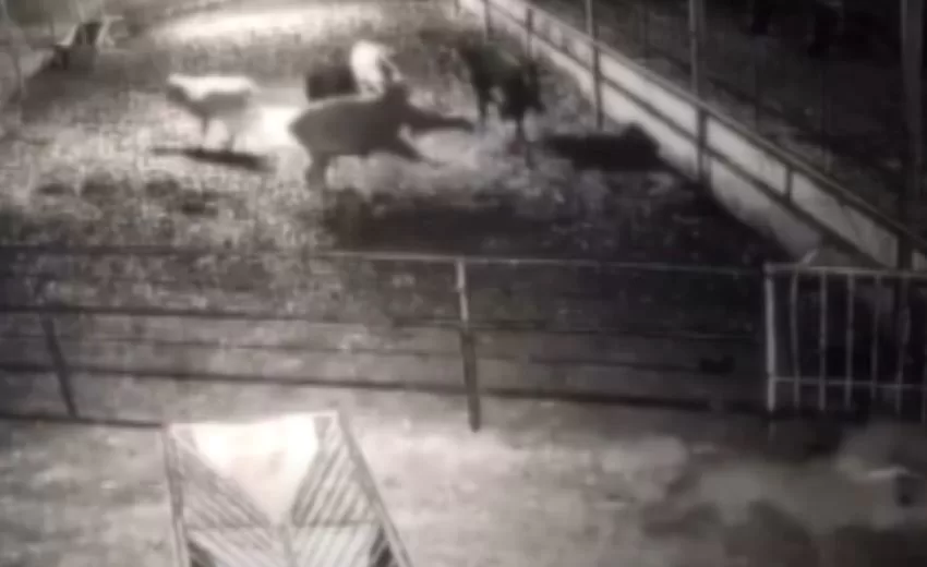 Isparta’da Kurtlar 15 küçükbaş hayvanı telef etti, çobana saldırdı.