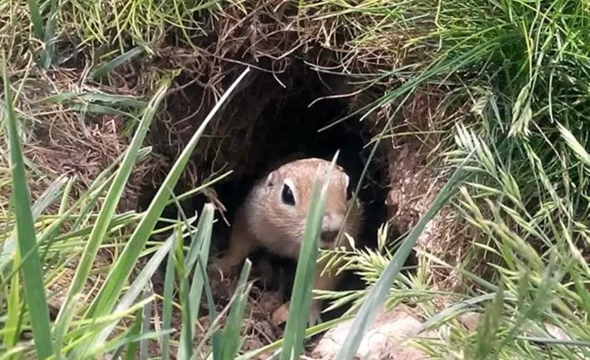 Arpa Tarlasını Fareler İstila Etti