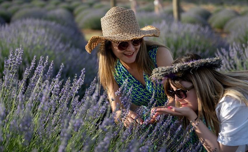 Isparta’nın Kuyucak köyündeki lavanta bahçeleri, büyülü bir mor deniz gibi.