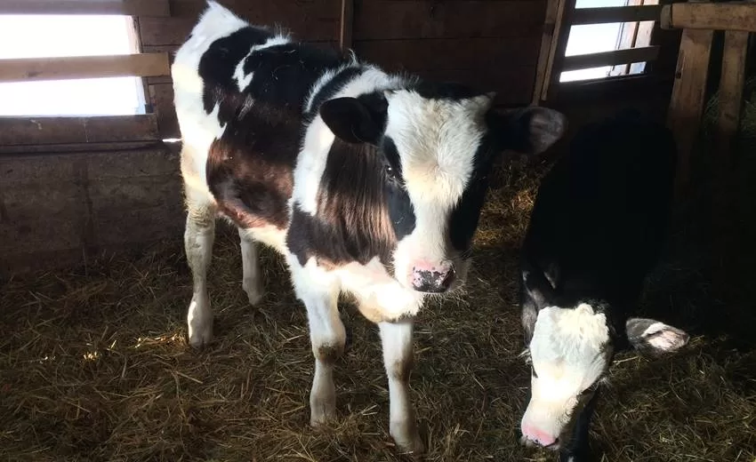 Isparta’nın Eğirdir ilçesine bağlı Ağılköy Köyü’nde yaşanan olayda, 52 yaşındaki