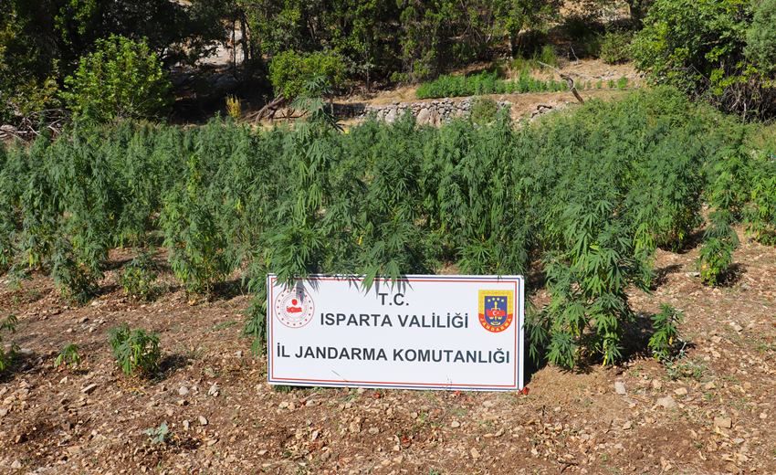 Isparta’da uyuşturucu madde üretimine yönelik yasa dışı kenevir ekimi yapan