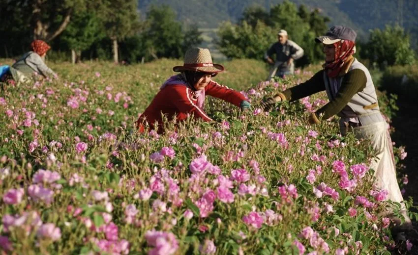 Isparta, dünyaca ünlü gül ve gül ürünleri üretiminde öncü kentler
