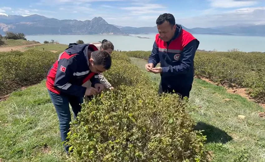 Isparta’nın Eğirdir ilçesinde etkili olan soğuk hava, bölgedeki tarım alanlarını
