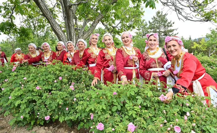 Uluslararası Isparta Gül Festivalinin ikinci gününde Güneykent Beldesi’nde gül hasadı