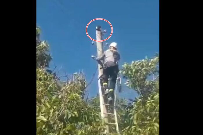 Elektrik Direğinde 2 Gün Mahsur Kalan Kedi Kurtarıldı