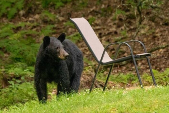 Isparta’nın Yeni Ayıları: Postu Kalın, Hesabı İnce