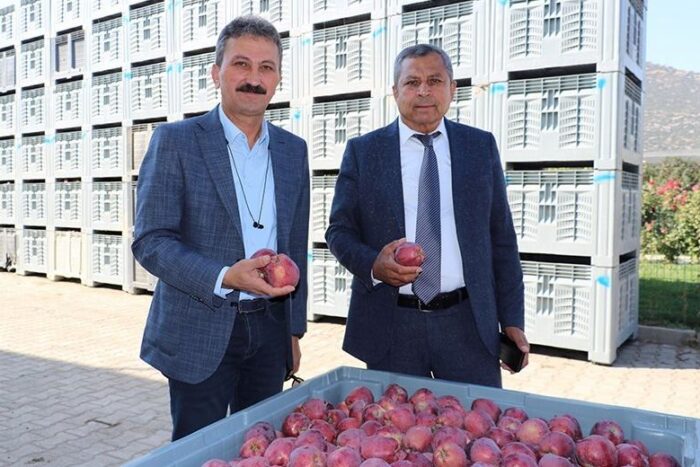 “Isparta’da Elma Hasadı Başladı: 600 Bin Tonluk Üretim Bekleniyor”