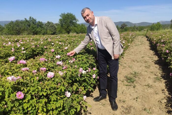 Gül Üreticisinin Meraklı Bekleyişi Sona Erdi