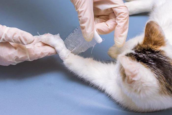 Isparta’da Sokak Kedilerine Büyü Amaçlı İşkence İddiası | Baro Başkanı Semiz’den Sert Tepki