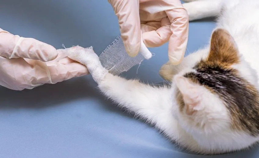 Isparta’da “bağlama büyüsü için kedilerin patileri ve kuyruklarının kesildiği” yönünde