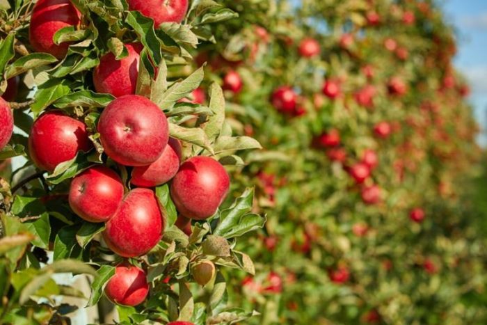 Isparta’da Don ve Dolu Elma Fiyatlarını Uçurdu