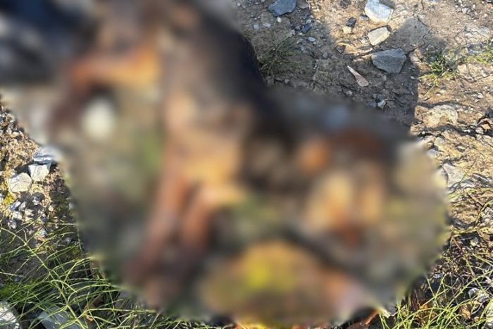 Isparta Valiliği, Hisarardı Köyü’ndeki Şüpheli Hayvan Ölümleri İçin İnceleme Başlattı