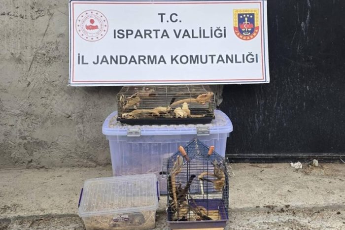 Isparta’da Kaçak Egzotik Hayvan Operasyonu: 147 Hayvan Ele Geçirildi