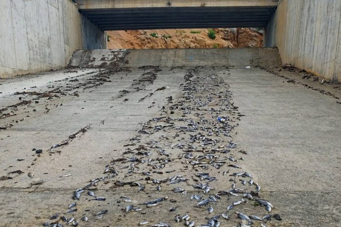 Isparta’da Gölette Su Taşması: Binlerce Balık Telef Oldu