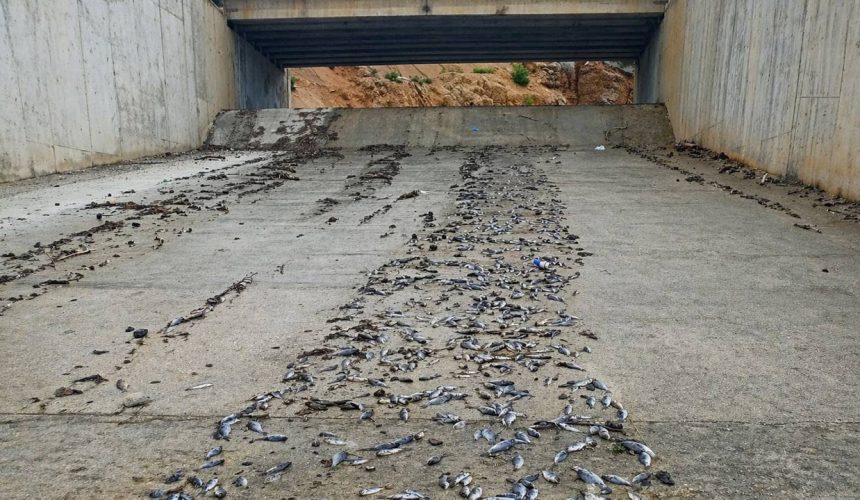 Isparta’da Gölette Su Taşması: Binlerce Balık Telef Oldu