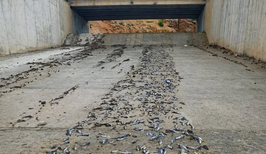 Isparta’da Gölette Su Taşması: Binlerce Balık Telef Oldu