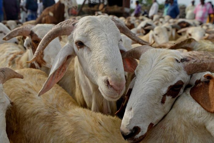 Isparta’da Kurbanlık Fiyatları Belli Oldu: Kilo 360-500 TL Arasında