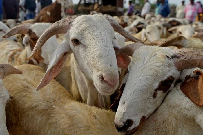 Isparta’da Kurbanlık Fiyatları Belli Oldu: Kilo 360-500 TL Arasında