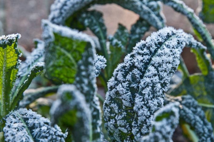 Isparta İçin Zirai Don Uyarısı: Gece Saatlerine Dikkat