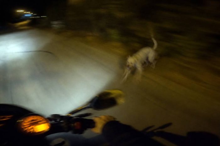 Dere Mahallesi’nde Denetimsiz Köpek İddiası: Mahalle Sakinleri Çözüm Bekliyor