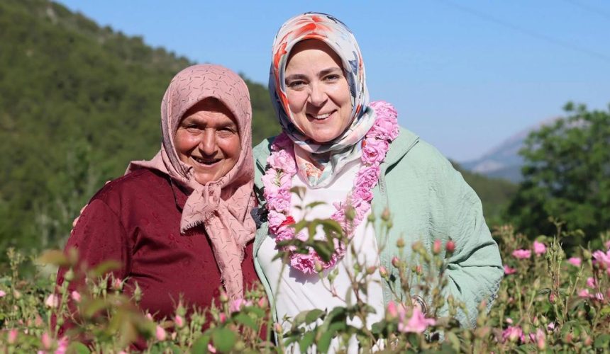 AK Parti Kadın Kolları Başkanı Ercan Güneykent’te Gül Topladı