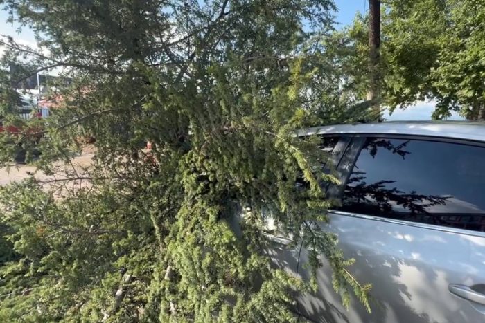 Eğirdir’de Şiddetli Rüzgar Ağacı Kökünden Söktü: Otomobilin Üstüne Devrildi!