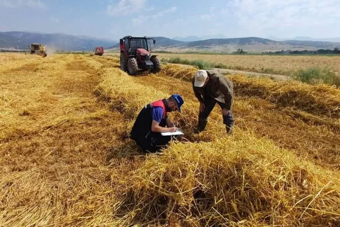 Isparta’da Hububat Hasadı Başladı: Tarım Ekipleri Dane Kaybını Önlemek İçin Sahada!