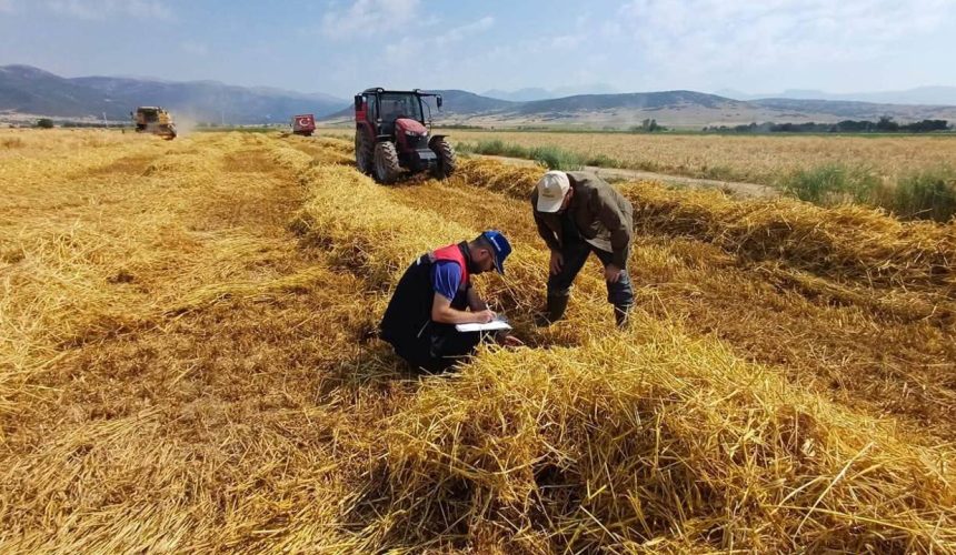 Isparta’da Hububat Hasadı Başladı: Tarım Ekipleri Dane Kaybını Önlemek İçin Sahada!
