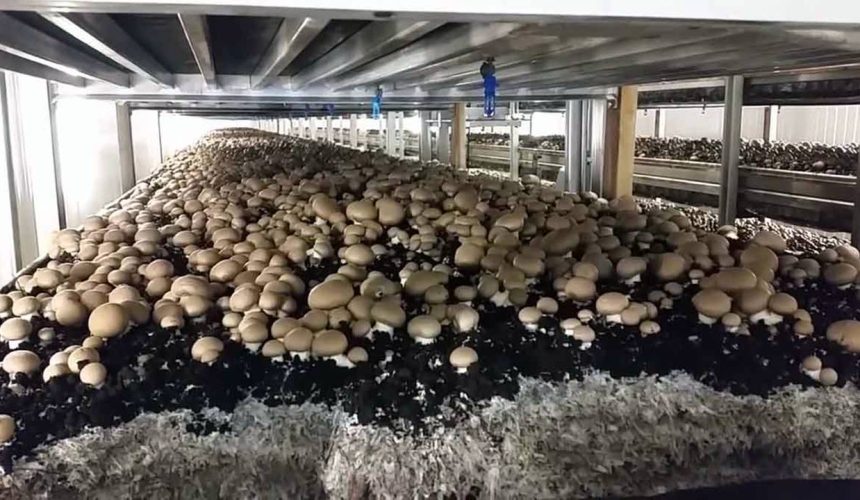 Büyükgökçeli’de Mantarhaneler Hakkında Şok İddia: Köylüye İş Yok, İşçi Sömürüsü Var!