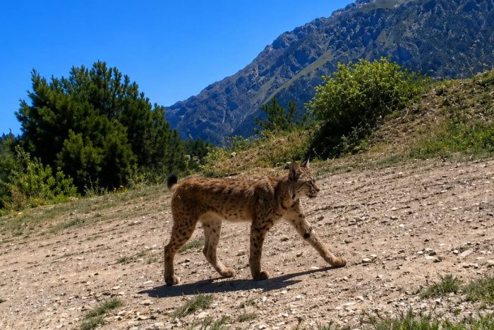 Kovada Gölü’nde Görsel Şölen! Nesli Tehlikedeki Vaşak ve Alageyik Fotokapana Yakalandı